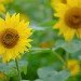 Eden sunflower